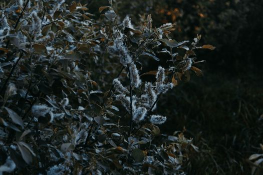 在昏暗的环境中，深绿色的叶子间开着蓬松的花朵，给人一种喜怒无常的感觉
