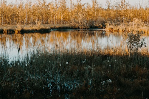 Planta De Hojas Verdes Junto Al Lago