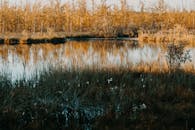 Green Leafed Plant Beside Lake