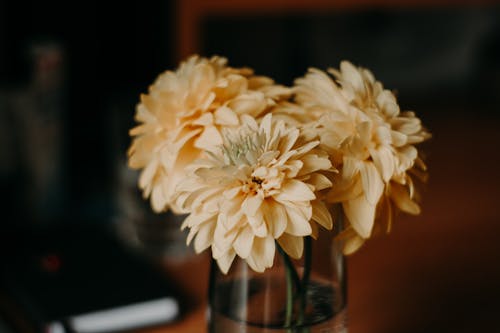 Fotografia Com Foco Seletivo De Flores De Pétalas Amarelas