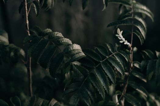 在弱光环境中，深绿色叶子的特写镜头营造出喜怒无常的氛围
