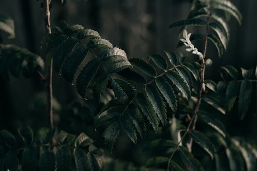 Green Leaf Plant