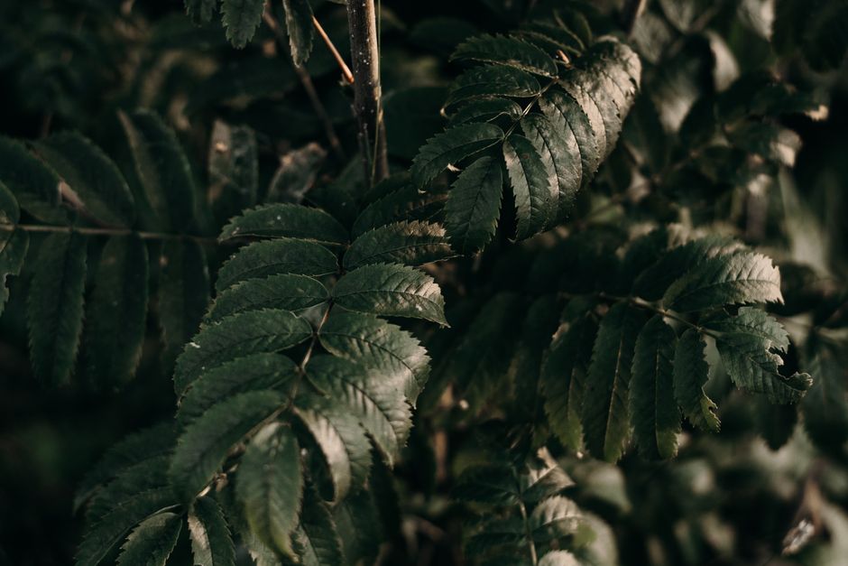 A close-up shot of dark green fern leaves providing an earthy and natural feeling.