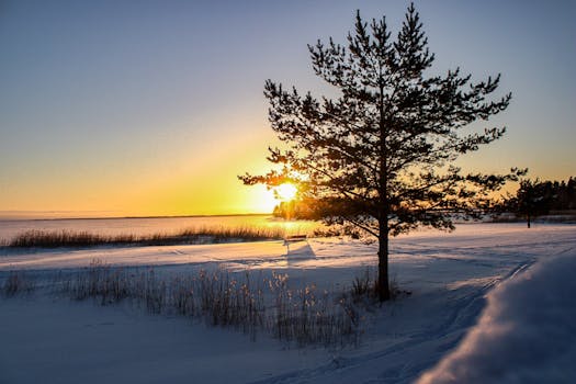 Captivating sunrise over a snow-covered landscape in Joensuu, Finland with a solitary pine tree.