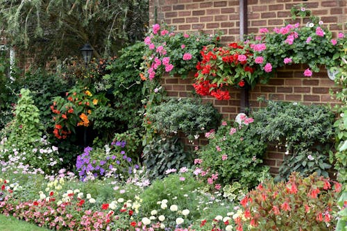 Ingyenes stockfotó kert, színek, virágok témában