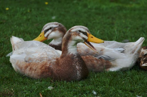 Free stock photo of ducks