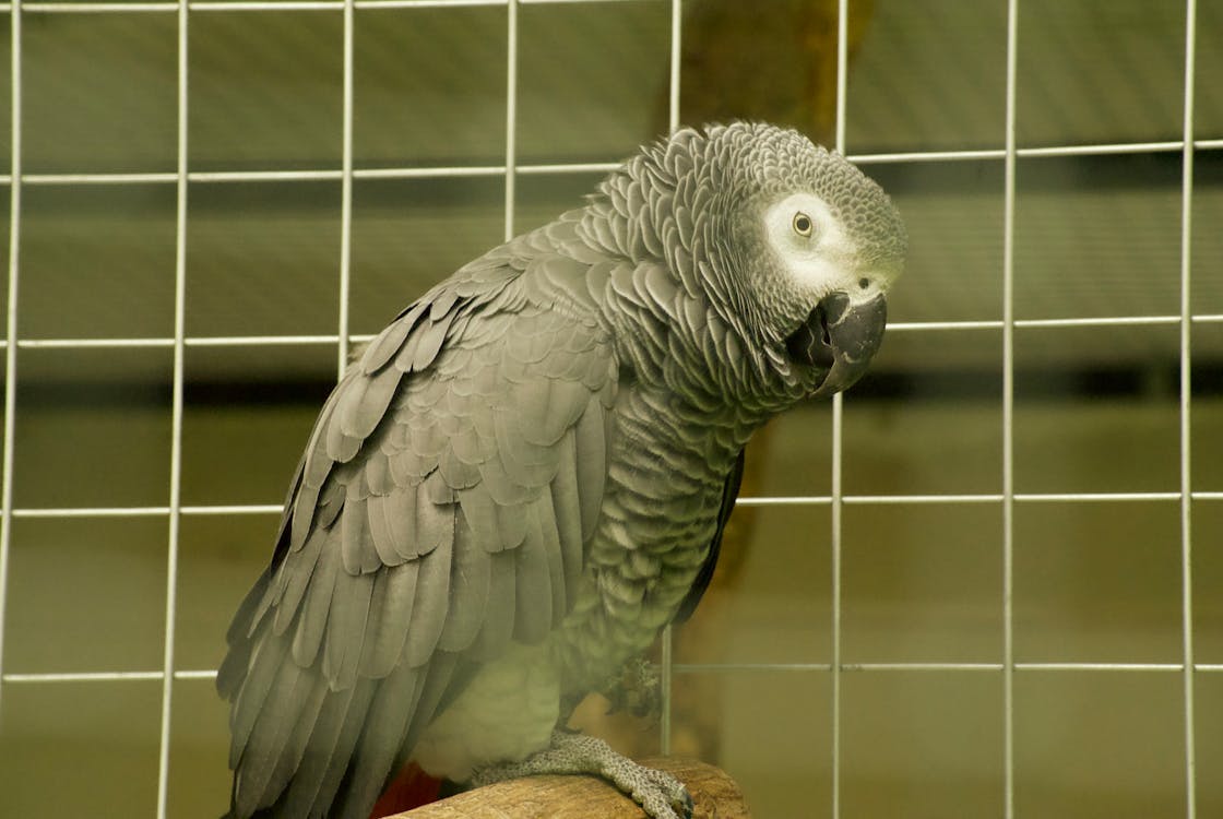 Close-Up Shot of a Grey Parrot 