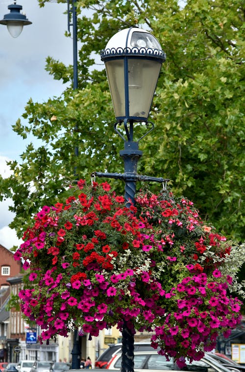 Free stock photo of flowers, hanging basket, lamp