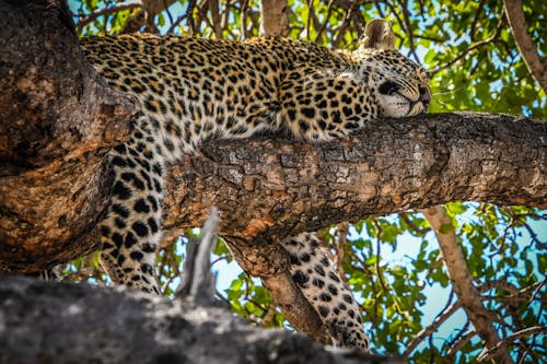 A Leopard Sleeping on a Tree 