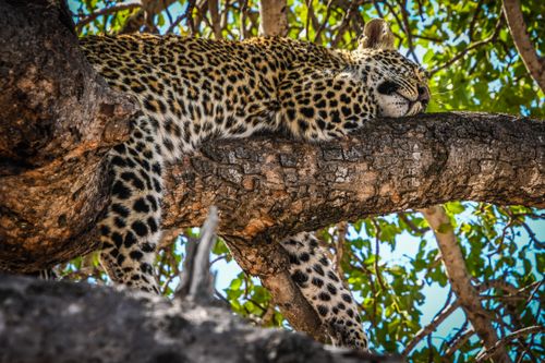 Free A serene leopard resting on a tree branch in South Africa, capturing the essence of wildlife tranquility. Stock Photo
