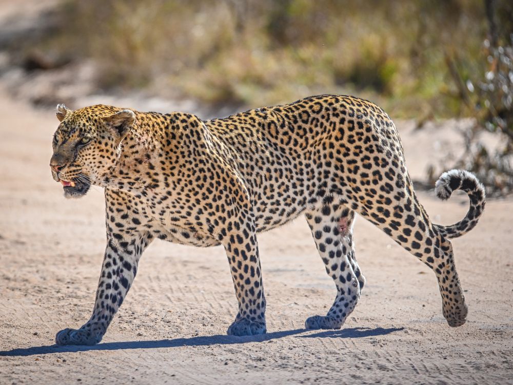 Leopard One Side View Side View of a Leopard · Free Stock Photo