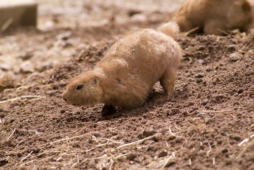 Free Close-up of a prairie dog on soil in Alloway by Ayr, Scotland. Stock Photo