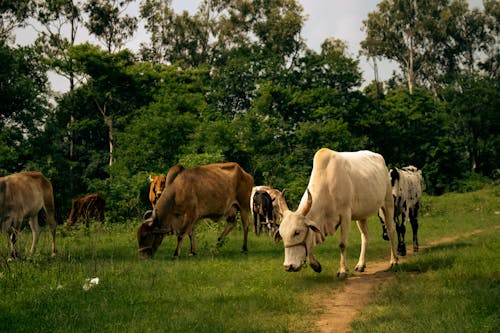 ฟรี คลังภาพถ่ายฟรี ของ grassfield, การถ่ายภาพสัตว์, การเกษตร คลังภาพถ่าย