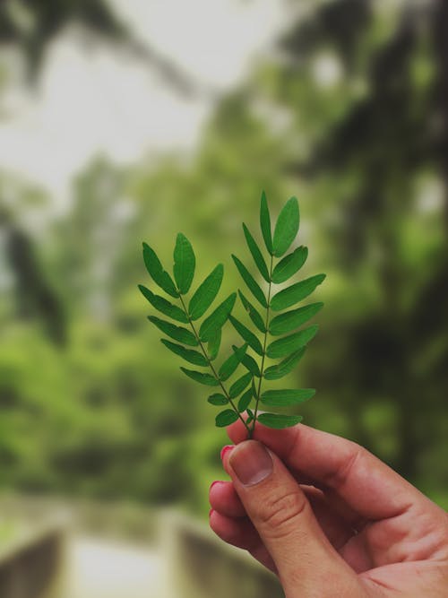 Мелкофокусная фотография зеленых листьев