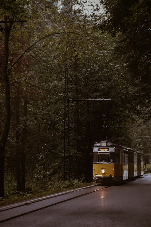 Tram Driving by Edge of Forest