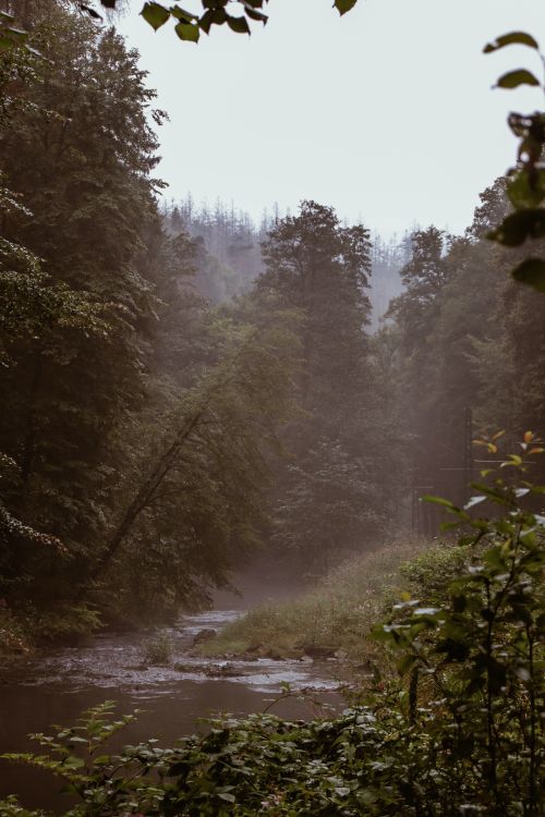 Free Tranquil misty forest scene in Germany with flowing creek and lush greenery. Stock Photo