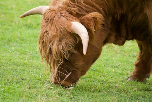 Close-up of a Highland cow grazing in Alloway, Scotland, showcasing its distinctive horns and rustic beauty.