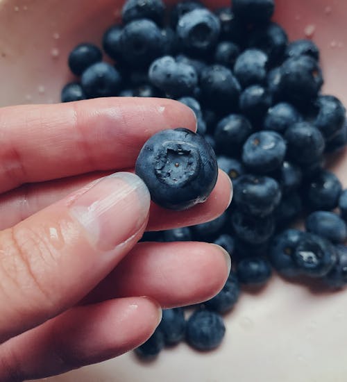 Person Holding a Blueberry Fruit