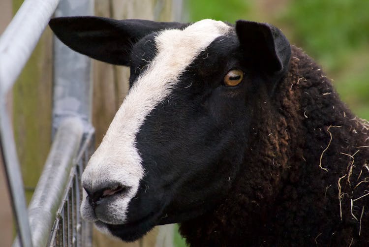 Close-Up Shot Of A Sheep 