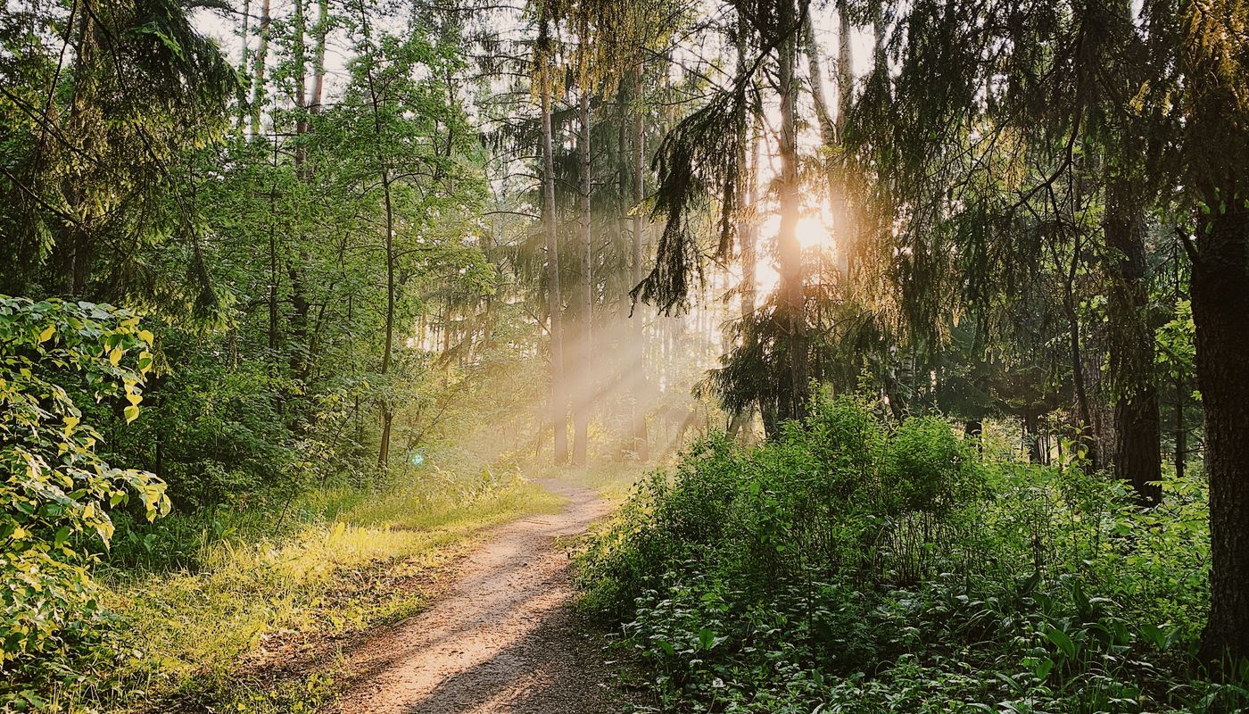 A quiet woodland trail lit by low sunlight through the trees