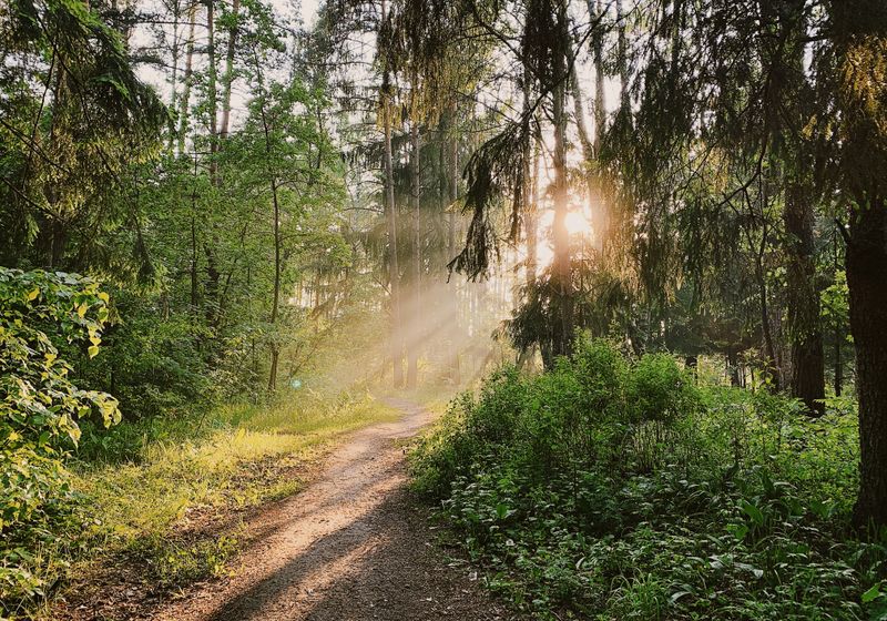 A quiet woodland trail lit by low sunlight through the trees