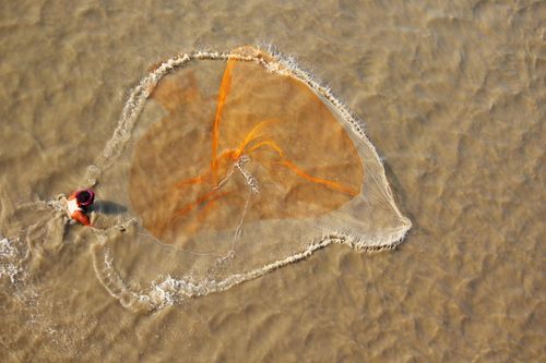 Free Fisherman skillfully casting net in shallow water from above, capturing the essence of traditional fishing. Stock Photo