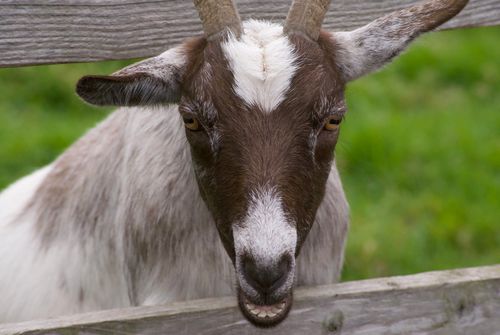 Free Close-up of a curious goat looking through a wooden fence on a farm in Alloway, Scotland. Stock Photo