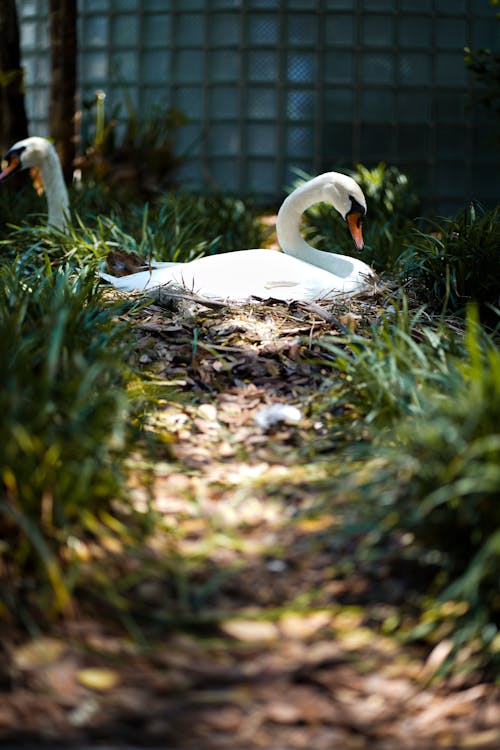 Photo of a Nesting Swan