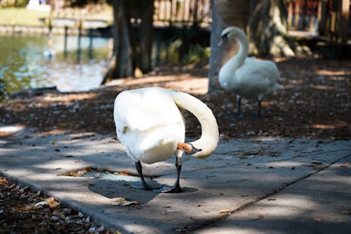 Photograph of a White Swan