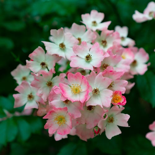 White and Pink Flowers in Close Up Photography