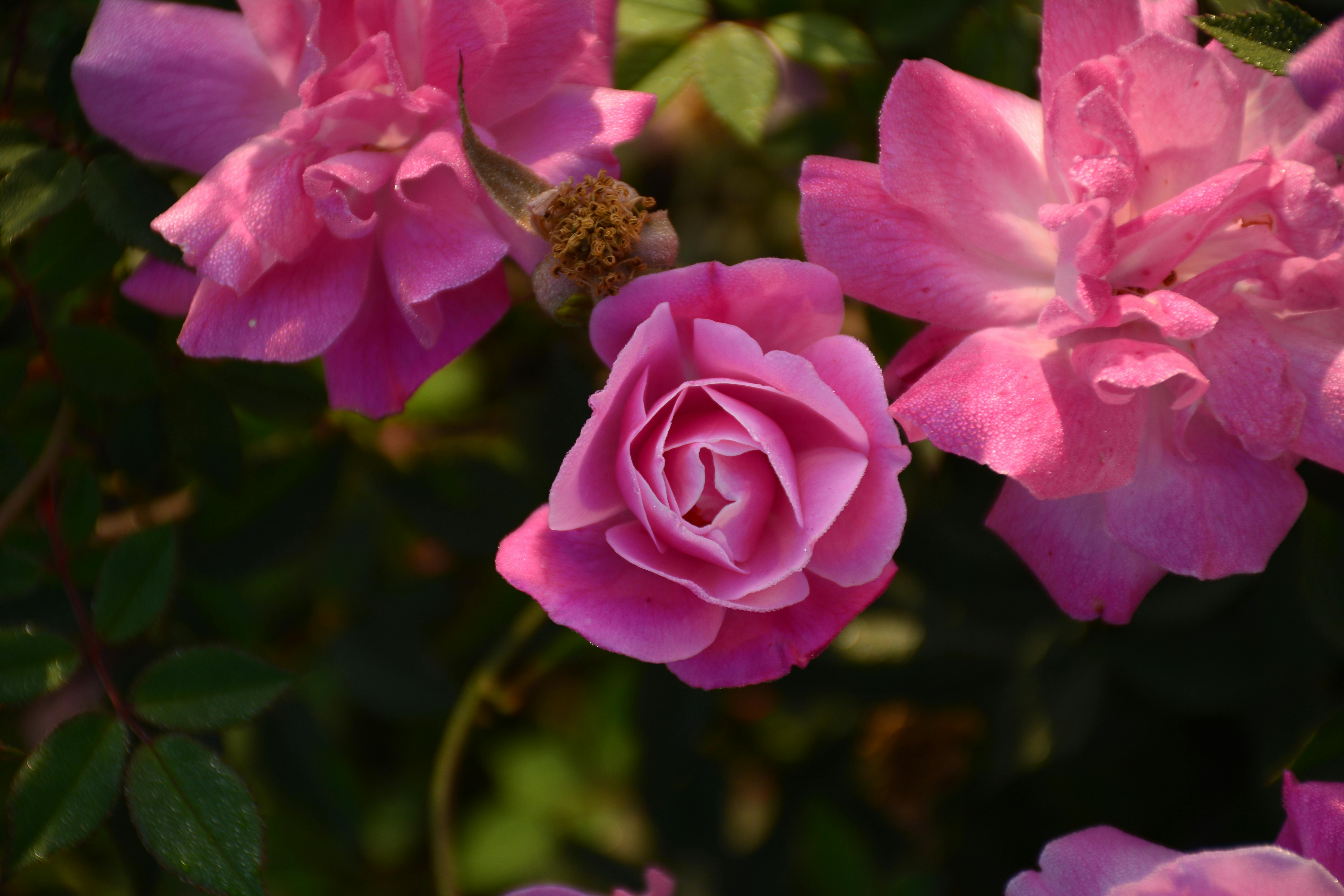 Photo Gratuite De Fleur Rose Fleurs Roses Rose Rose