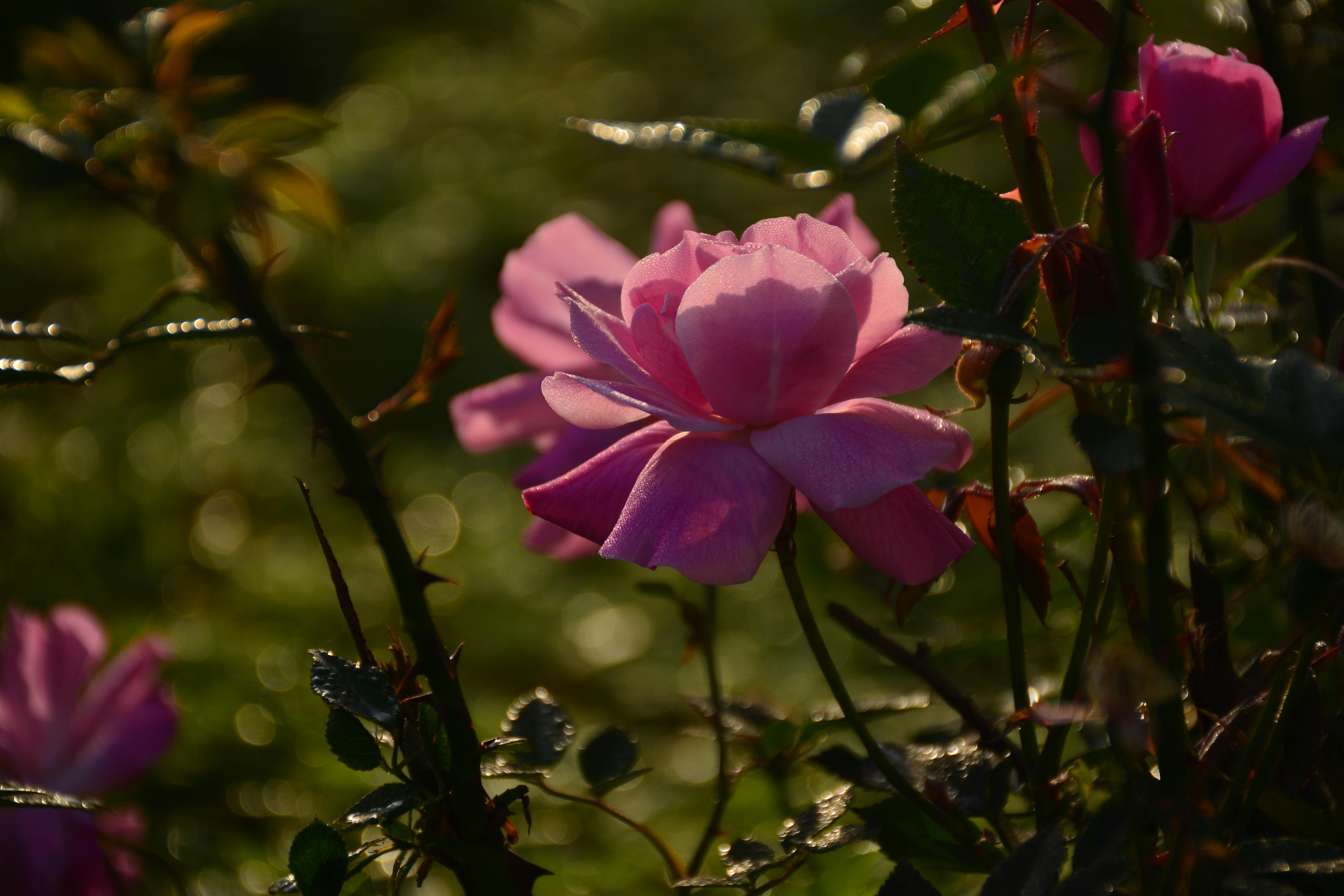 Free stock photo of Good Morning, Pink Rose, rose