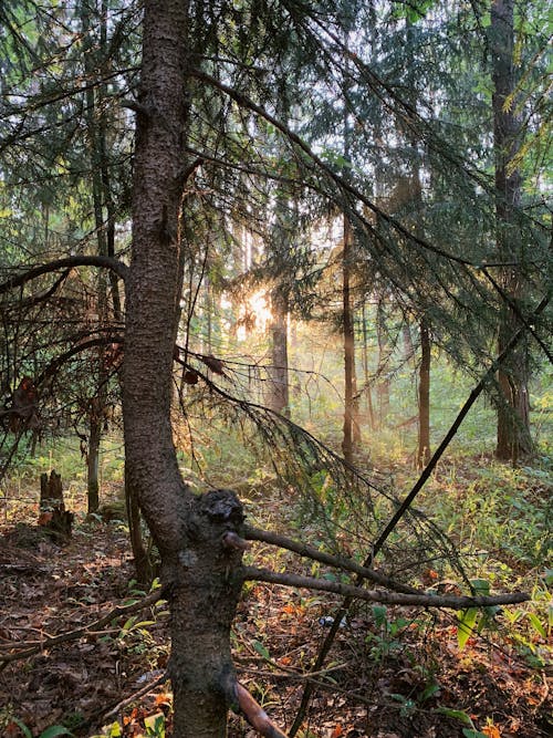 Photos gratuites de arbres, bois, forêt