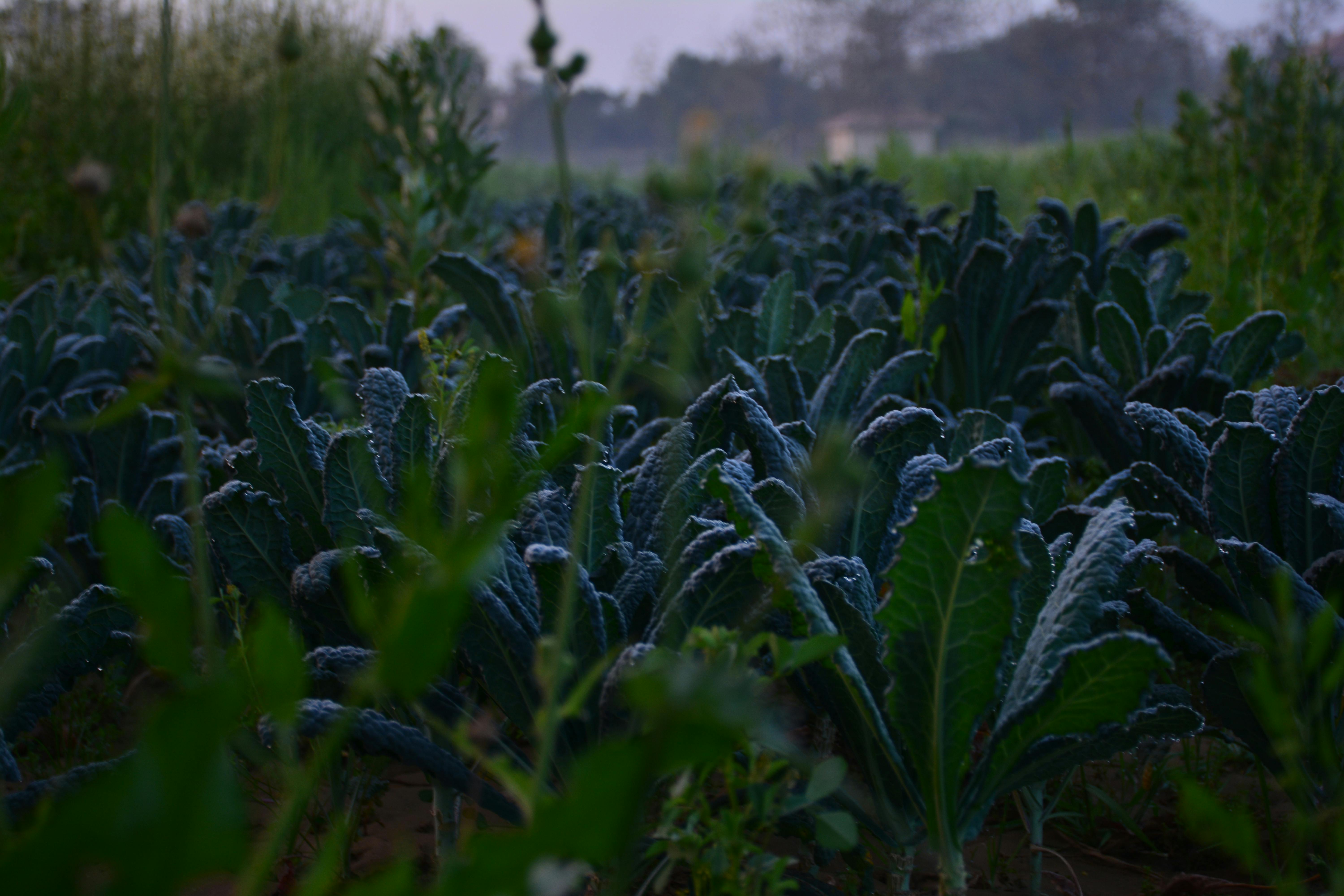 Free stock photo of dark green, dark green plants, green field