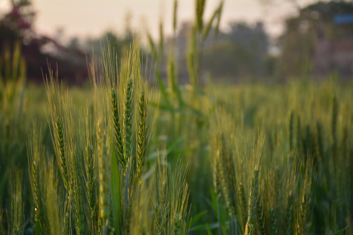 Selectieve Focusfotografie Van Groene Planten