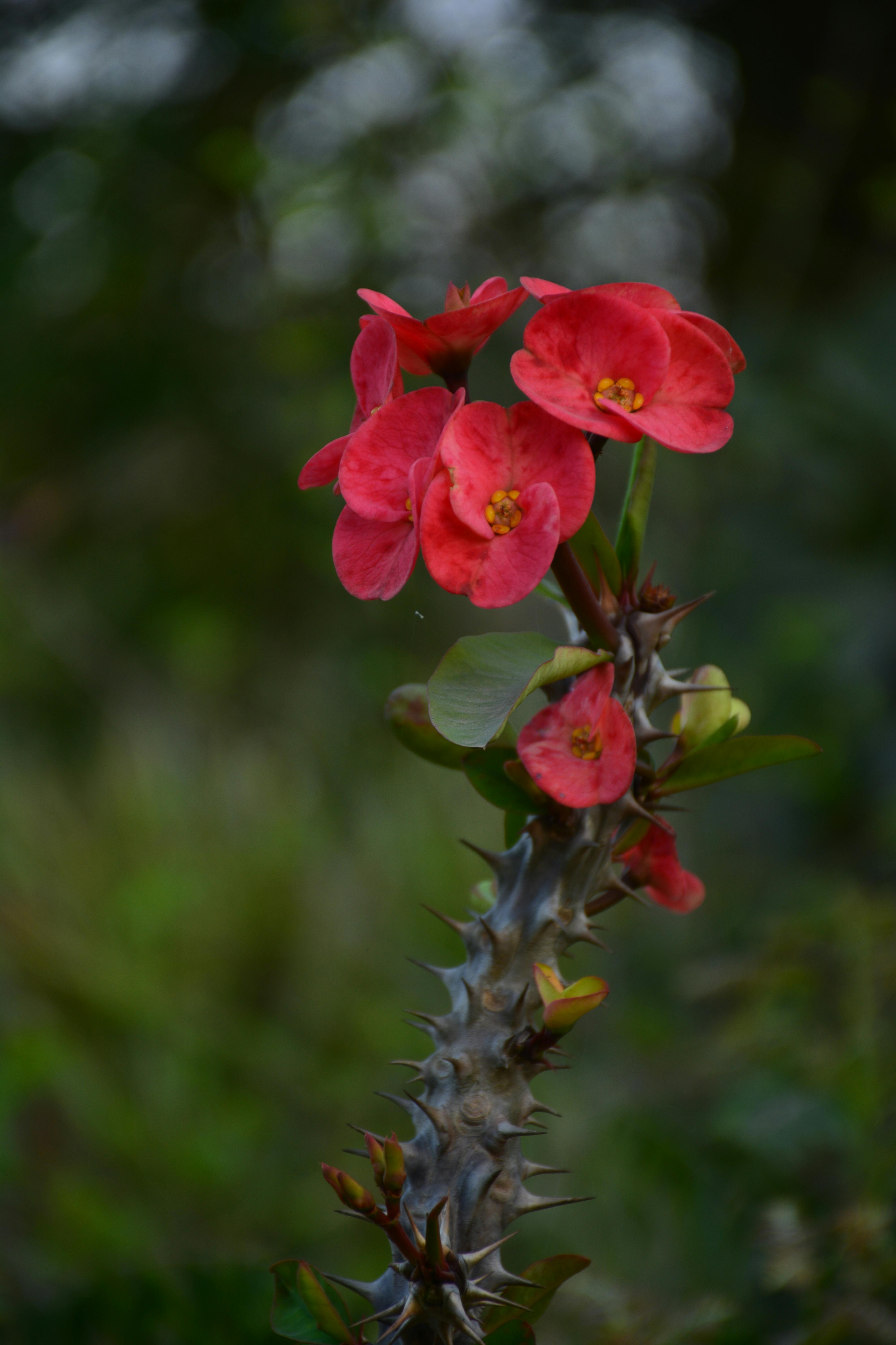 Free stock photo of beautiful flowers, blurred background, Good Morning