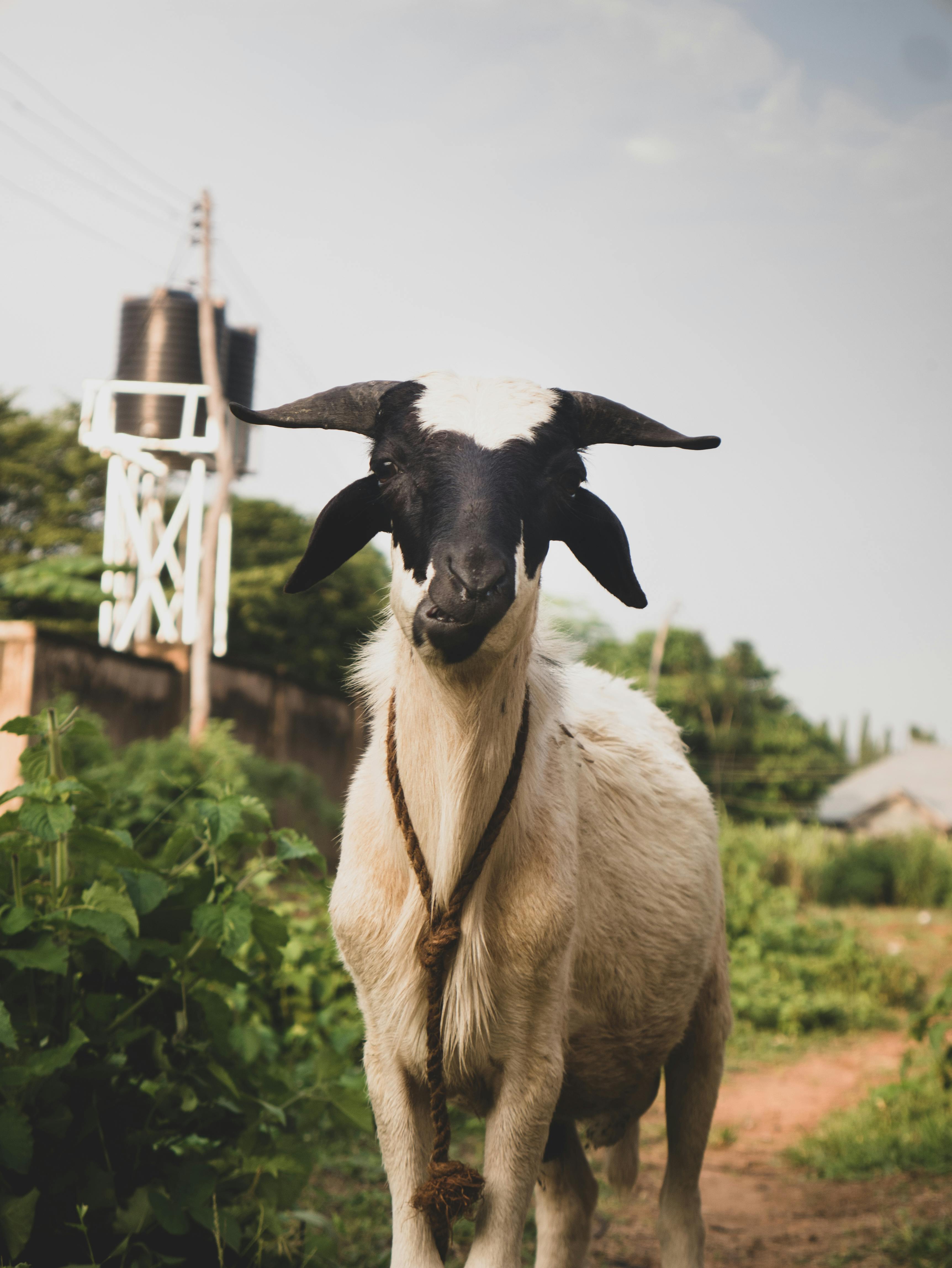 Black and White Goat · Free Stock Photo