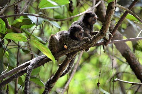 Free Black-tufted marmosets resting on branches in Brasília's rainforest, showcasing tropical wildlife. Stock Photo