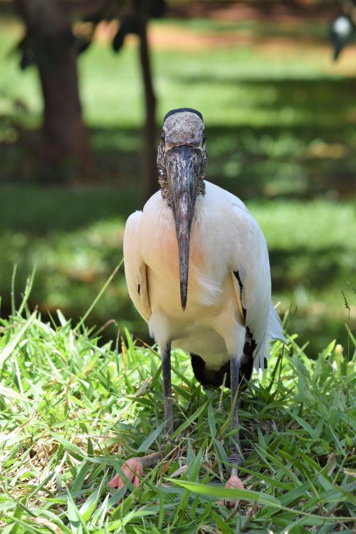 Free Close-up of a wood stork standing on grass in Brasília, Brazil. Stock Photo
