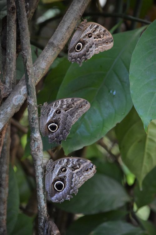 Free Close-up of owl butterflies resting on branches amidst lush green leaves in an outdoor setting. Stock Photo