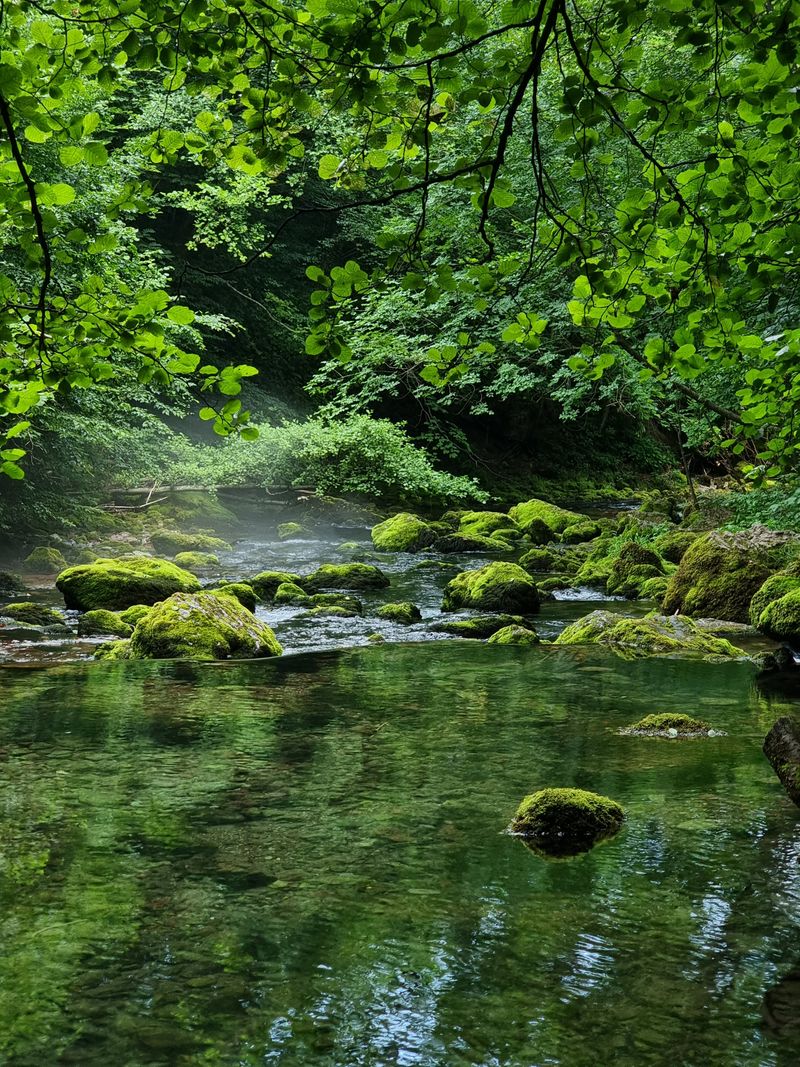 Tranquil forest stream surrounded by lush greenery and moss-covered rocks