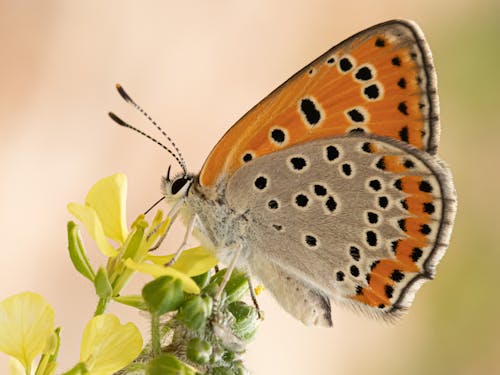 Close-up of a Sooty Copper Butterfly