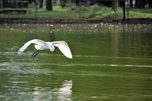 Foto d'estoc gratuïta de aigua, ales, animal