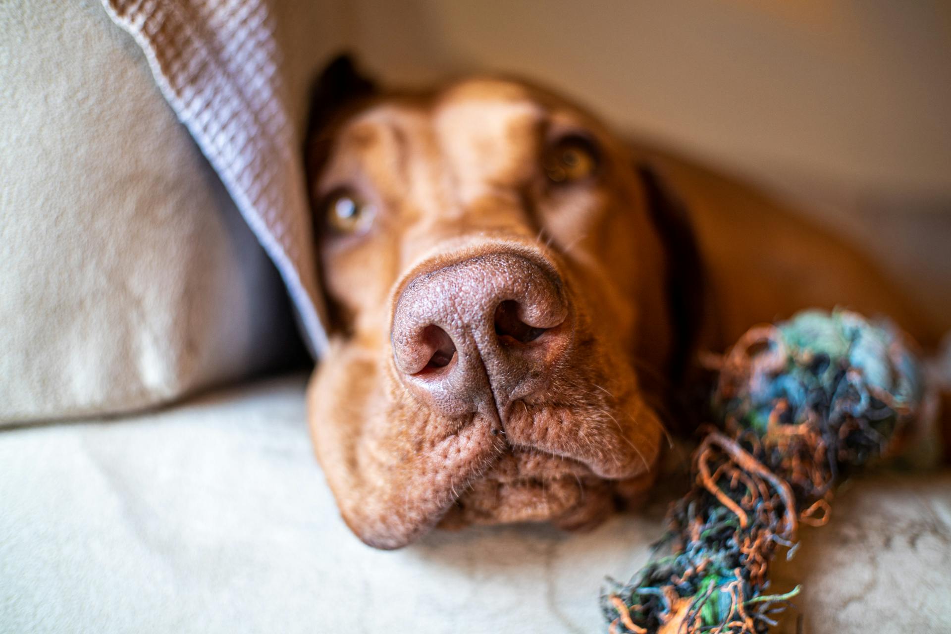 Close Up Shot of a Dog Nose