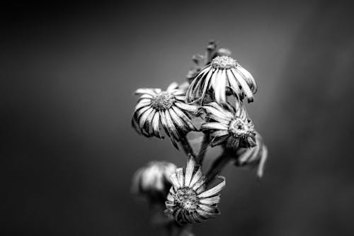 Close-up Photo of Withered Flowers