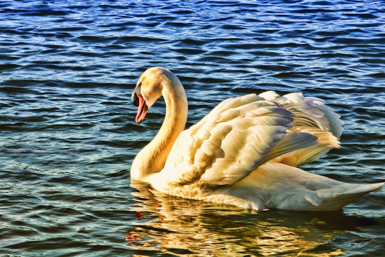 Mute Swan On Body Of Water