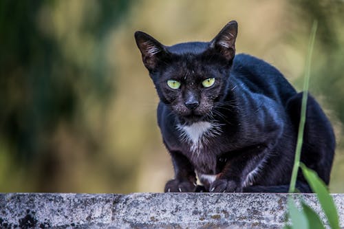 Free Tuxedo Cat on Gray Concrete Stock Photo