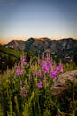 日落时分，犹他州阿尔塔的山地前野花绽放，生机勃勃，捕捉到大自然生动的色彩