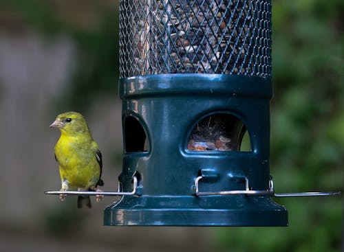 Close-up Photo of a Goldfinch perched on a Bird Feeder