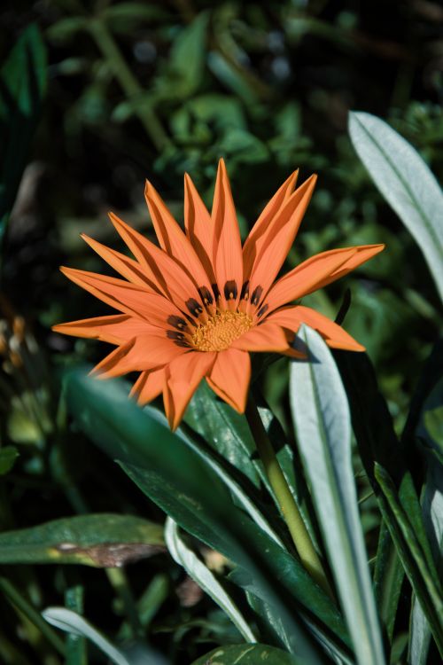 Free Close-up of a bright orange Gazania flower with green leaves outdoors, ideal for nature themes. Stock Photo